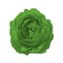 cabbage rose green