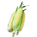 corn 01