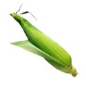 corn 02