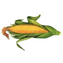 corn 03