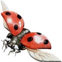 flying bug 2