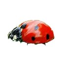 ladybug