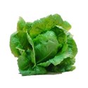 lettuce head
