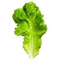lettuce leaf 02 pastel