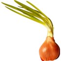 onion 02