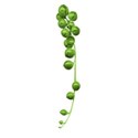 pea string