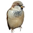 sparrow front