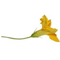 squash 03_cu_vol123_17
