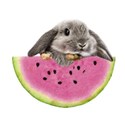 watermelon bunny
