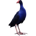 Pukeko_1