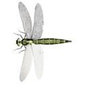 Dragonfly 02