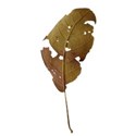 leaf dried