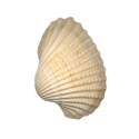 seashell