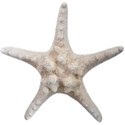 starfish