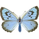 butterfly blue