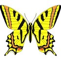 butterfly yellow