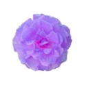 flower rose purple