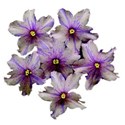 african violets copy - Copy