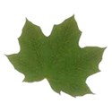 green leaf copy