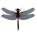 dragonfly red and black copy