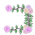 rose border