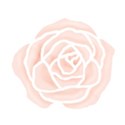 white outline pink hand drawn rose