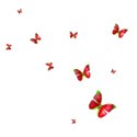 butterfly scatter