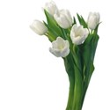 White tulip 2