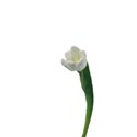 White tulip 3