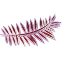 fern red