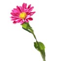 flowerchina-aster- copy