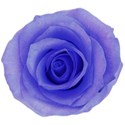 blue rose