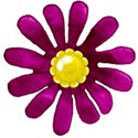 purple flower yellow center