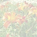 Day lily background