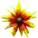 varigated black-eyed susan copy