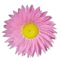 jThompson_pinkDaisy_flower1