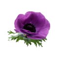 Poppy 4