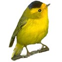 Bird wilson yellow warble