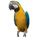 Bird Macaw Blue and Green