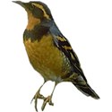 Bird Thrusher Copy