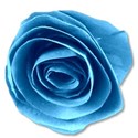 paperflowerblue