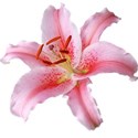 Lillium 1