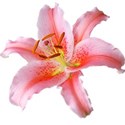 Lillium 2