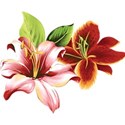 Lillium 3