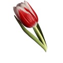 Tulip 3