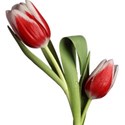 Tulip 1