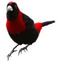 Bird Black and Red tanger