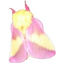 pink and yellow moth