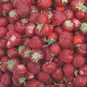 strawberries background