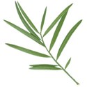 mhd_SKoL_leaf